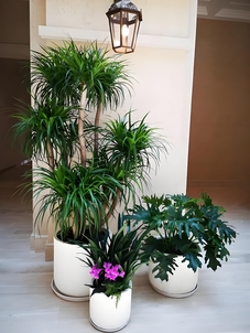 北仑绿植租摆公司 北仑绿植租摆公司